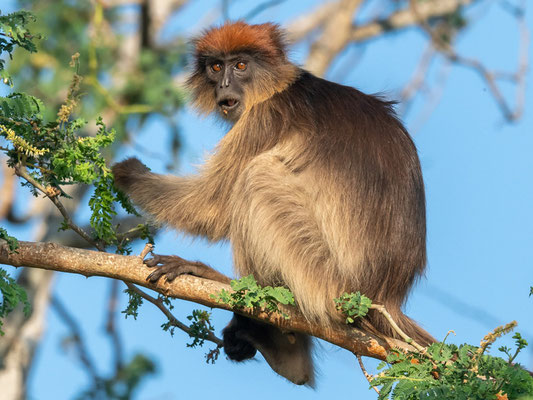 Piliocolobus tephrosceles (Cercopithecidae)