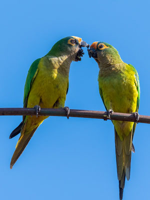  Amazone à face jaune, Alipiopsitta xanthops