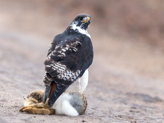 Buse augure, Buteo augur,  profitant d'un Lièvre fraîchement écrasé.