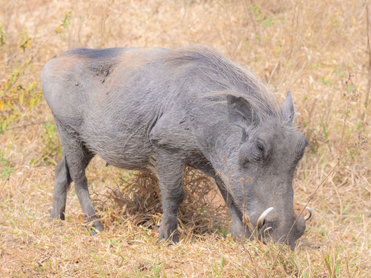 Phacochère d'Afrique, Phacochoerus africanus