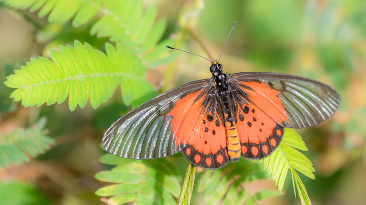 Acraea sp.