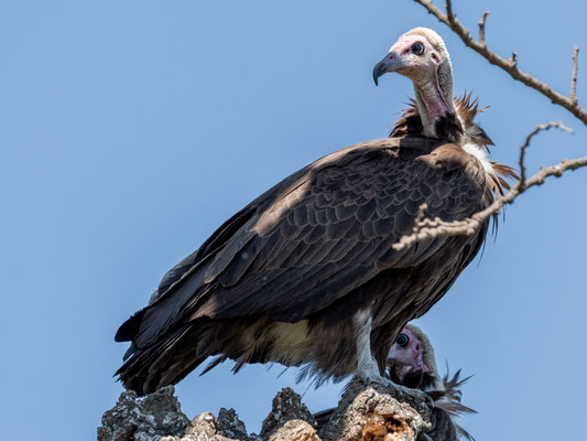 Vautour charognard, Neocrosyrtes monachus.Lac Chelekleka