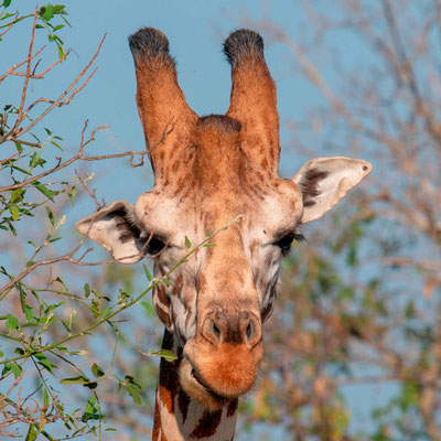 Girafe de Rothschild, Girafa camelopardalis rotschildi