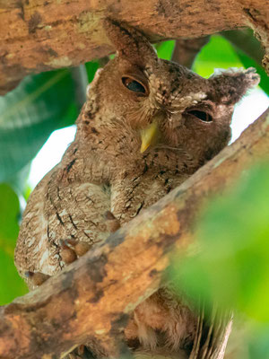 Pacific Screech Owl, Megascops cooperi 
