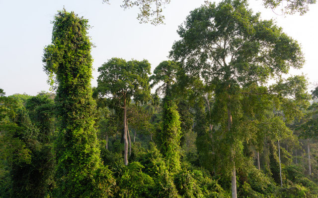 Kakum national park tropical forest