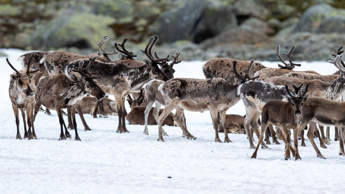 Herd of reindeer , Rangifer tarandus (domesticated)