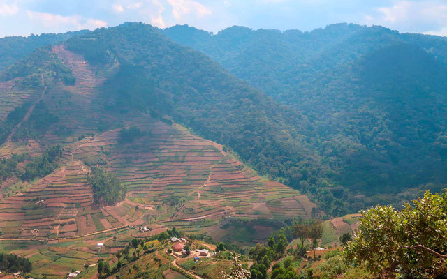 Frontière du Parc National de Bwindi...no comment...