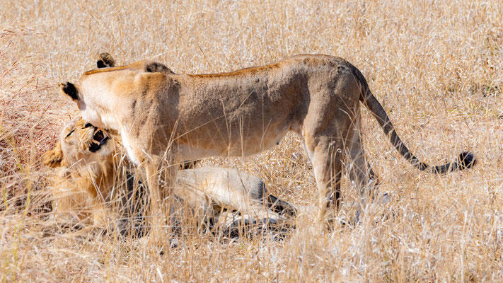 Lion, Panthera leo