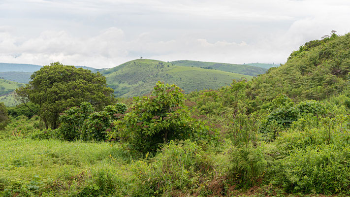 Paysage des Uzungwas