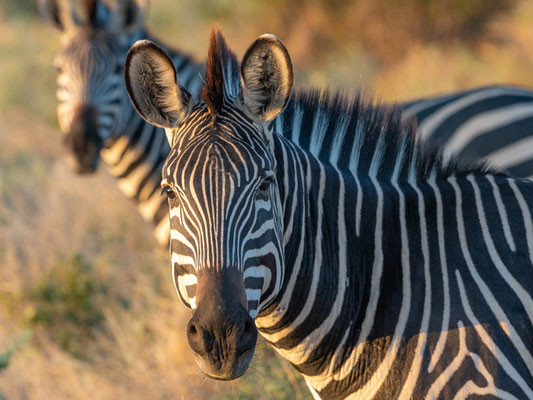 Zèbre de Grant, Equus quagga boehmi