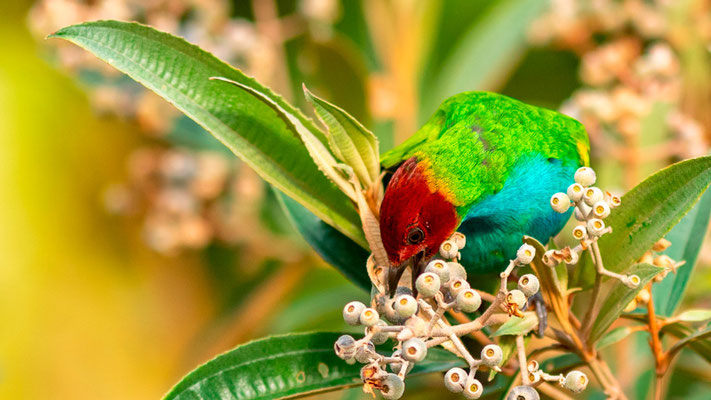 Bay-headed Tanager, Tangara gyrola