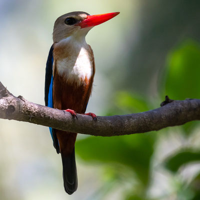 Martin-chasseur à tête grise,  Halcyon leucocephala