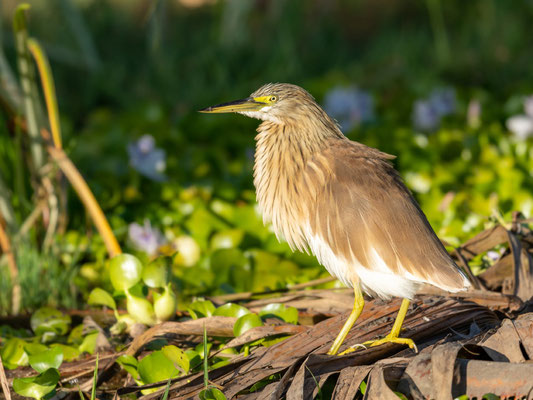 Crabier chevelu, Ardeola ralloides. Lac Ziway