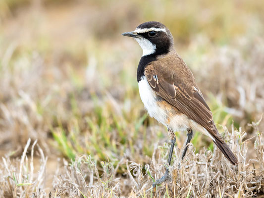 Capped Wheatear, Oenanthe pileata