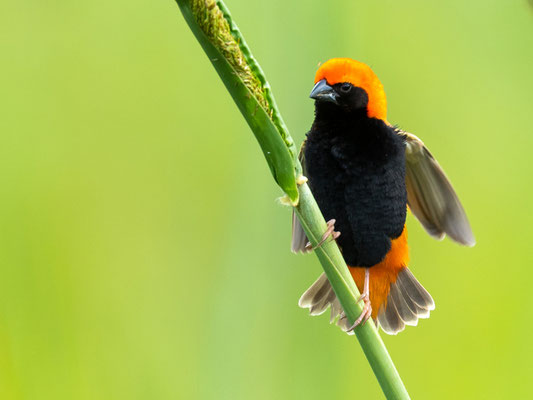 Euplecte de Zanzibar, Euplectes nigroventris