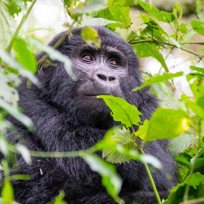 Mountain Gorilla, Gorilla beringei beringei