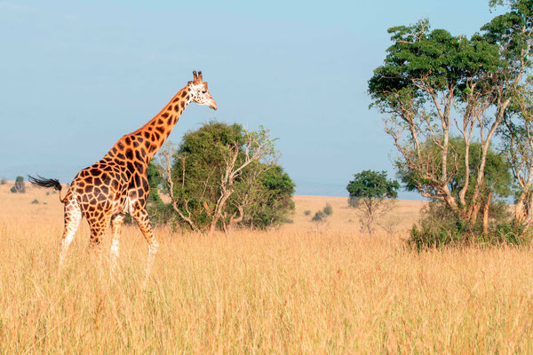 Girafe de Rothschild, Girafa camelopardalis rotschildi