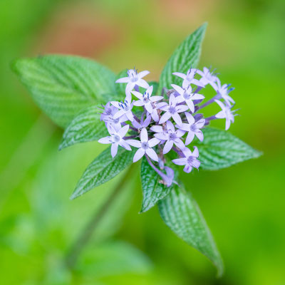 Fleur indéterminée