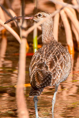 Courlis corlieu, Numenius phaeopus