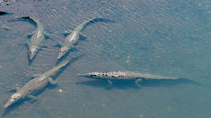 Nombreux Crocodile d'Amérique, Crocodylus acutus sous LE pont du fleuve Tarcoles