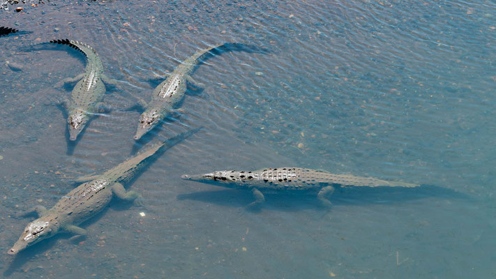 Nombreux Crocodile d'Amérique, Crocodylus acutus sous LE pont du fleuve Tarcoles