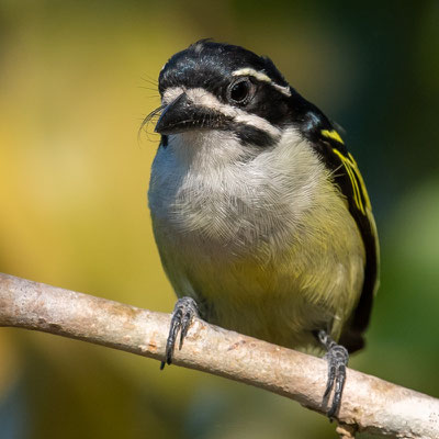 Barbion à croupion jaune, Pogoniulus bilineatus