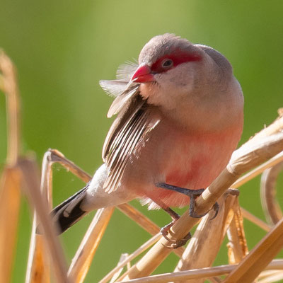 Astrild cendré,  Estrilda troglodytes