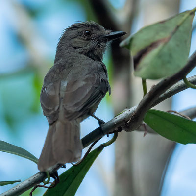 Greyish Mourner, Rhytipterna simplex