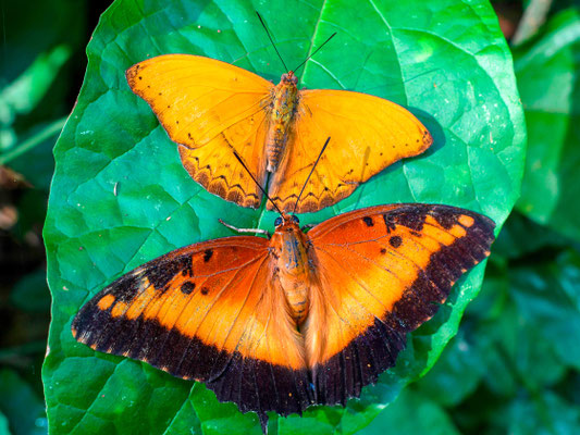 Au premier plan; Charaxes pollux