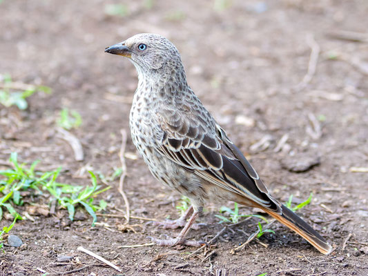 Rufous-tailed Weaver, Histurgops ruficauda. Tanzania and Kenya endemic