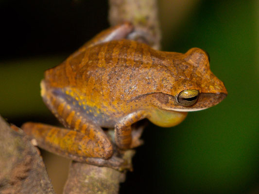 Yellow-spotted Treefrog, Boana albopunctata