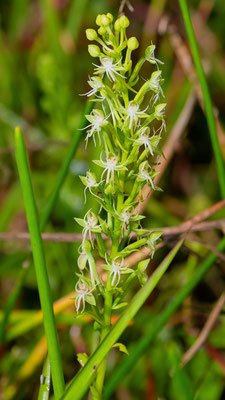  Habenaria sp,  Orchidaceae