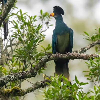 Touraco géant, Corythaeola cristata