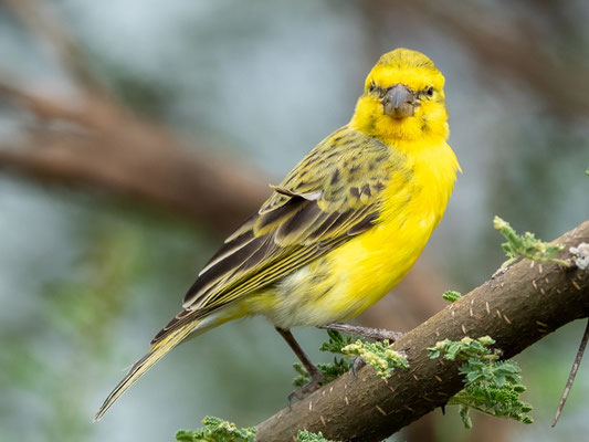 Serin à calotte jaune , Serinus flavivertex