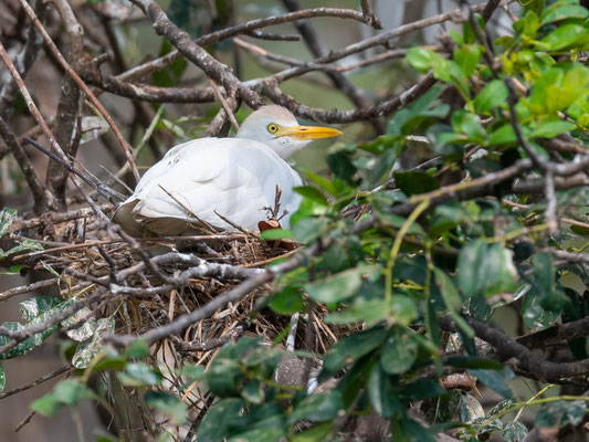 Western Cattle Egret, Bubulcus ibis