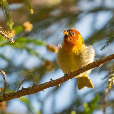  Tangara à tête rousse, Hemithraupis ruficapilla