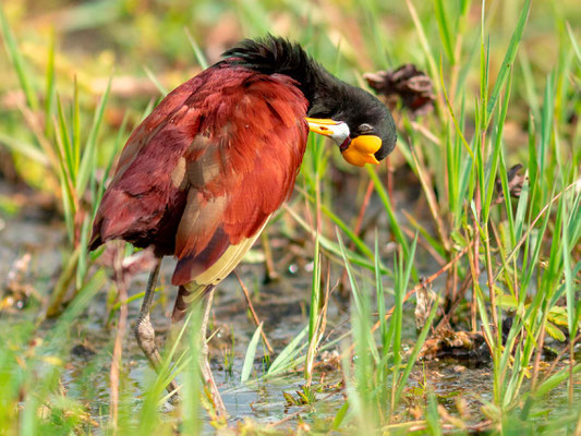 Jacana du Mexique, Jacana spinosa