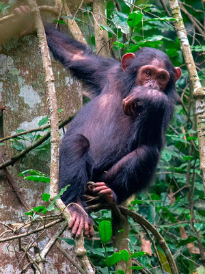 Chimpanzé, Pan troglodytes