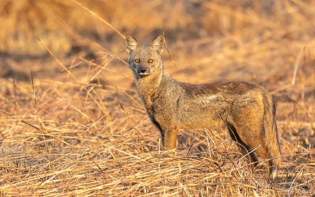 Loup doré (autrefois Chacal doré), Canis aureus