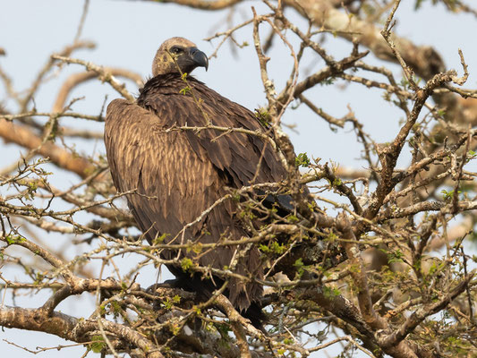 Vautour africain, Gyps africanus