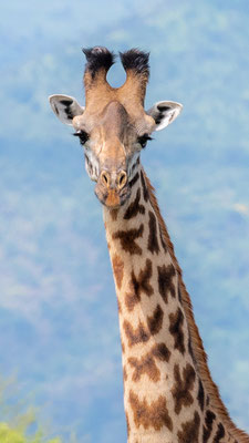Portrait de Girafe, Giraffa camelopardalis