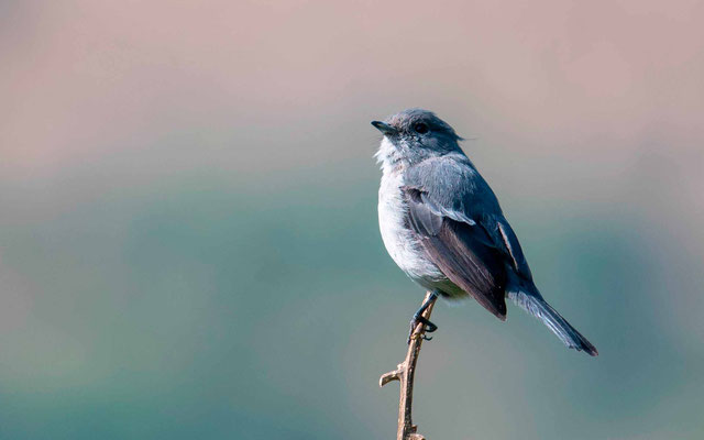 Grey-throated Tit-Flycatcher,  Myioparus griseigularis