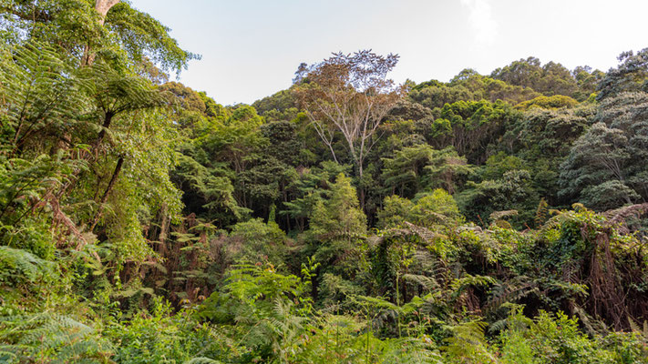 Reserve de Magamba, forêt tropicale des Usambaras