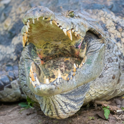 Crocodile du Désert,  Crocodylus suchus