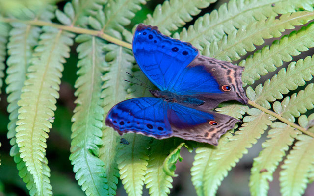 Protogoniomorpha temora