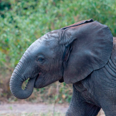 Jeune Elephant d'Afrique