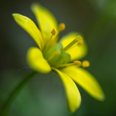 Fleur indéterminée