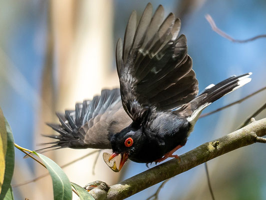  Bagadais de Retz, Prionops retzii, observé uniquement dans cette forêt.