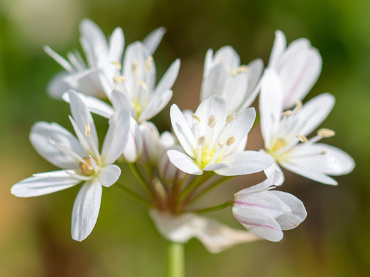 Ail de Naples, Allium neapolitanum