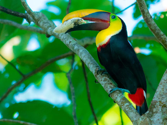 Toucan tocard, Ramphastos ambiguus